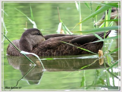 Canard noir (American Black Duck)