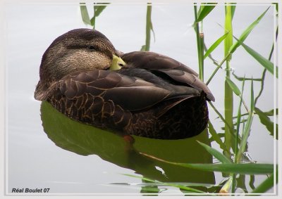 Canard noir (American Black Duck)