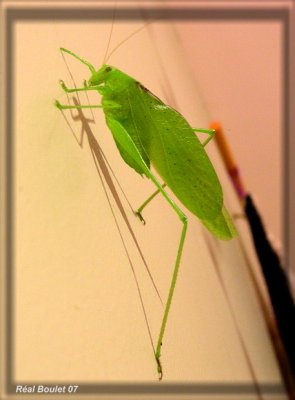 Scuddérie à ailes oblongues