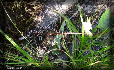 Couleuvre tachete (Lampropeltis triangulum) Eastern Milk Snake