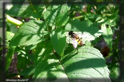 Grand syrphide à bandes thoraciques