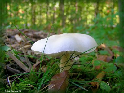 Champignon