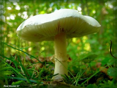 Champignon