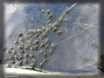 Insectes sur l'eau