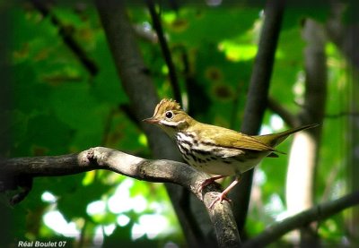 Paruline couronne (Ovenbird)