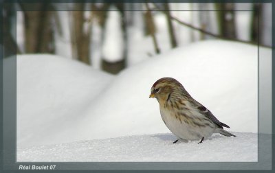 Sizerin blanchtre (Hoary Redpoll)