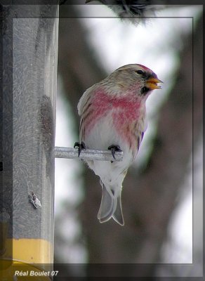 Sizerin flammé (Common Redpoll)