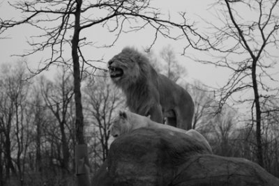 zoo 116 -bw.jpg