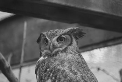 zoo 130 -bw.jpg