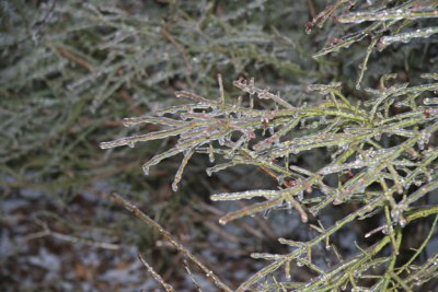 ice_storm 034.jpg