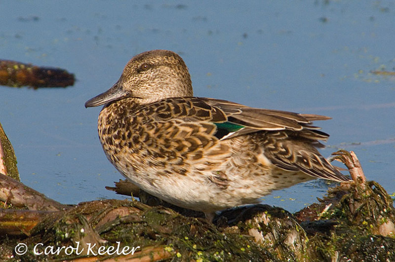 Green Wing Teal