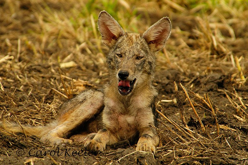 Coyote Yawn