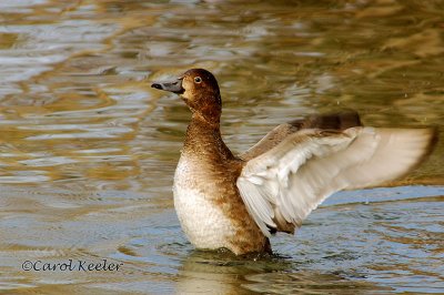 Redhead flapping