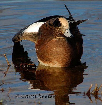 Gallery: Wigeon