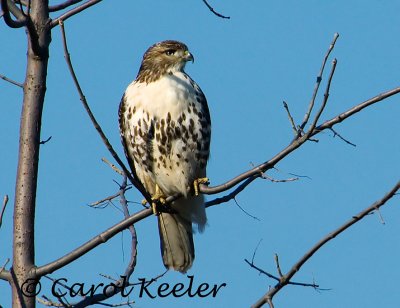 Gallery: Red Tail Hawks