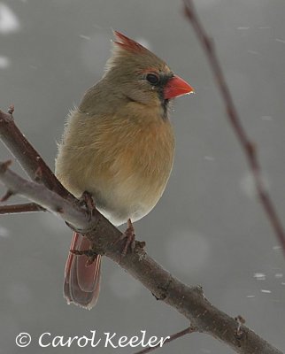 Cardinal in Snow