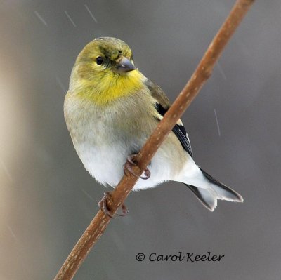 Goldfinch