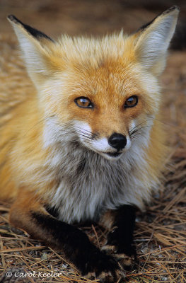 Red Fox