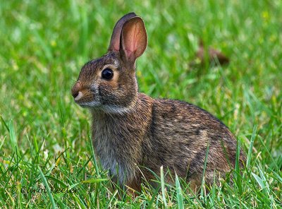 Eastern Cottontail