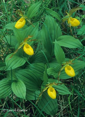 Among the Grasses, Yellow Ladyslippers