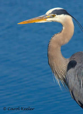 Great Blue Heron Portrait