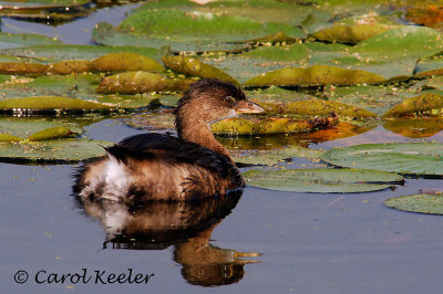 Gallery: Pied Billed Grebes