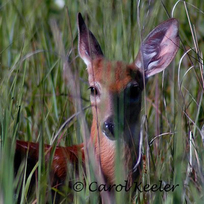 Fawn Peek-a-Boo