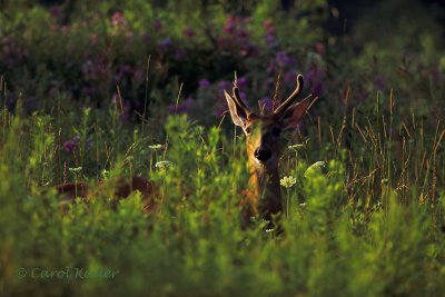 Young Buck at Beaver Lake