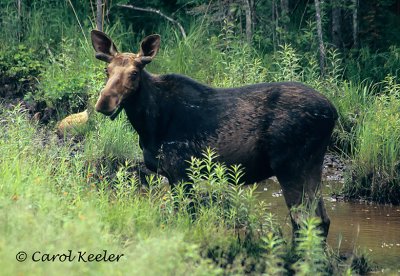 Young Male Moose