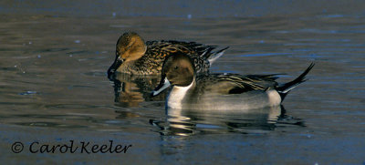 Gallery: Northern Pintails