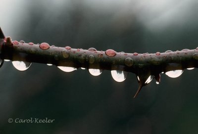 Raindrops on Rose Branch