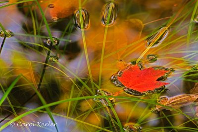 Red Leaf Floating