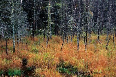 Lichen Woods