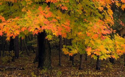 Fall Trees