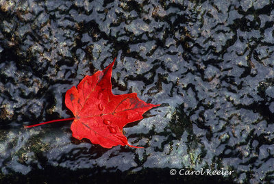 Red Leaf on Wet Rock