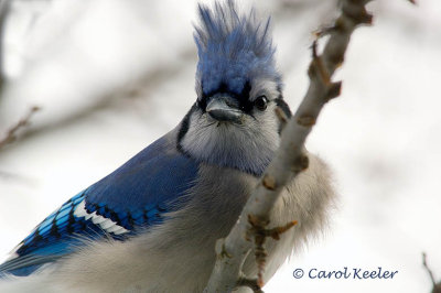 Bluejay Bad Hair Day