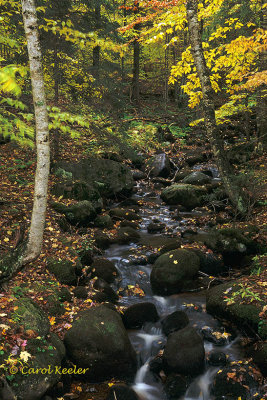 Mossy Adirondack Stream