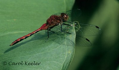 Ruby Meadowhawk Dragonfly