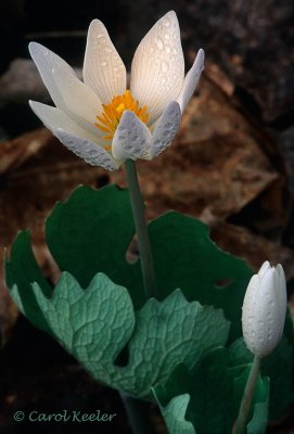 Bloodroot