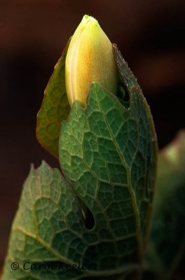 Bloodroot Bud