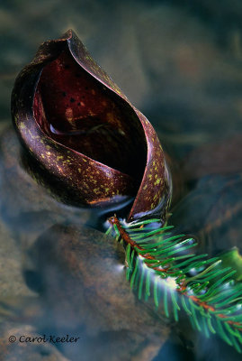 Skunk Cabbage in Water