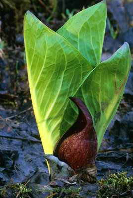 Skunk Cabbage with Leaves