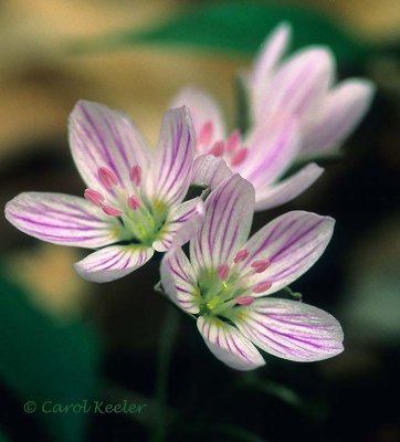 Spring Beauties