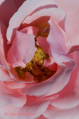 Pink Rose with Yellow Stamens