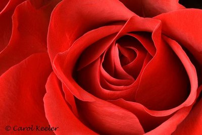 The Exquisite Red Rose