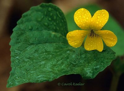 Yellow Violet