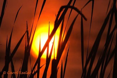 Sun Through Reeds