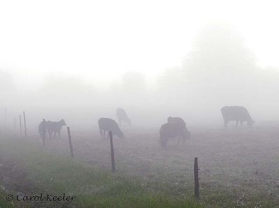 Foggy Morning on the Farm
