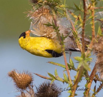 Goldfinch Eating Thistle