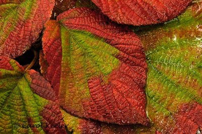 Fall Viburnum Leaves